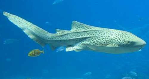 vidéo] Naissance d'un requin léopard à l'Aquarium de Lyon ! - Radio Scoop