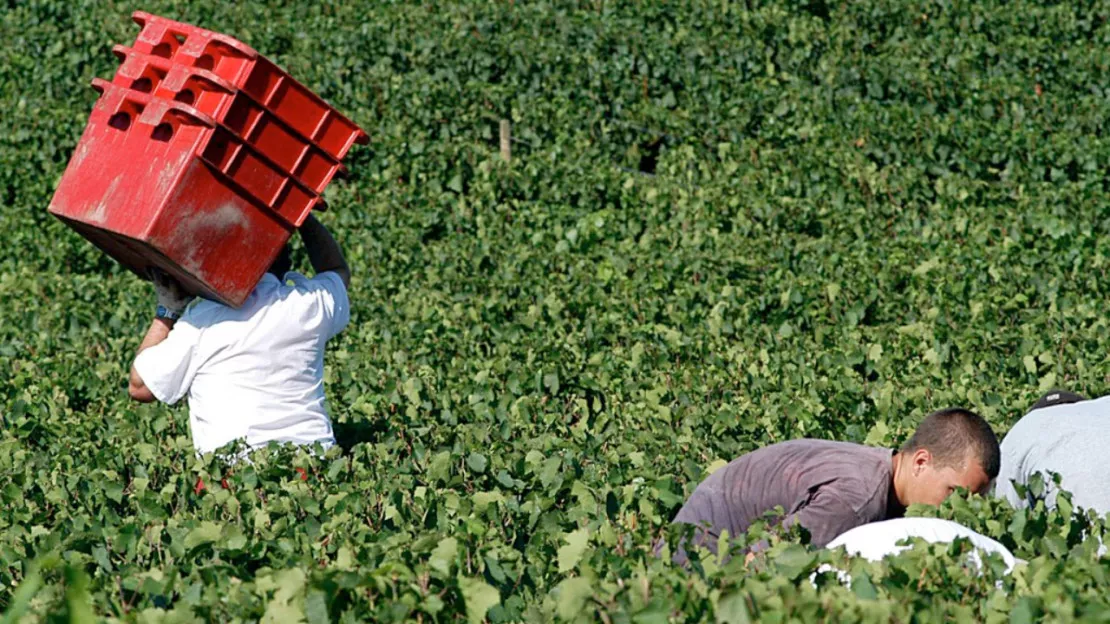 Des postes à pourvoir dans la région pour les vendanges