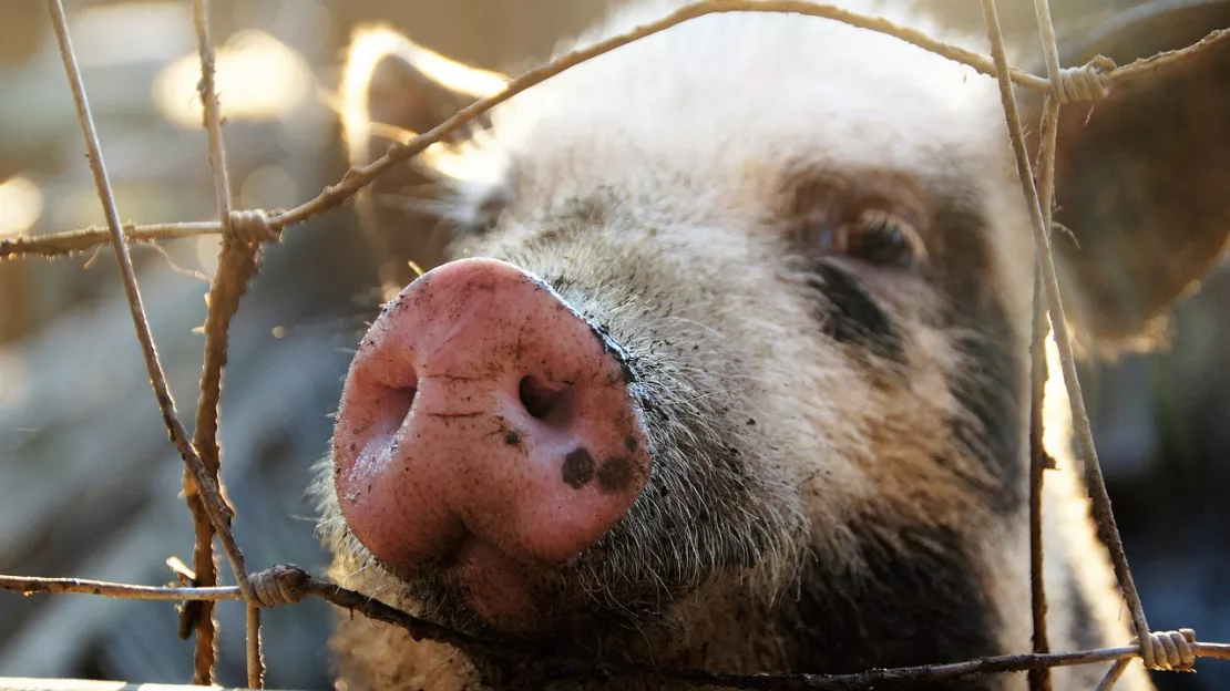 L214 dénonce un abattoir près de Lyon