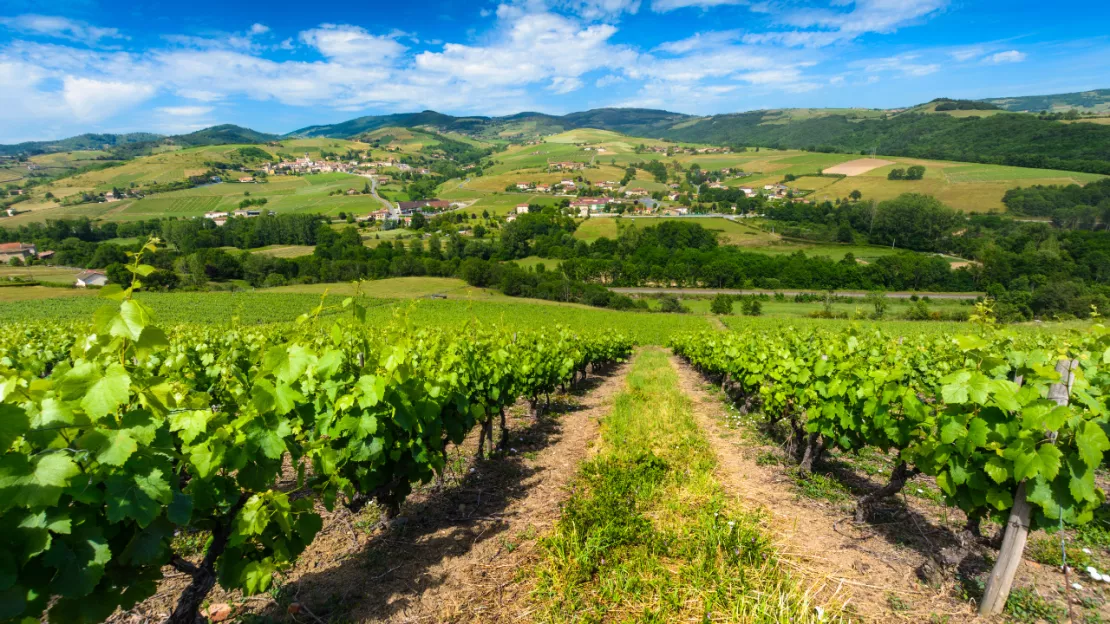 Lyon - Balade à travers les vignes du bas Beaujolais