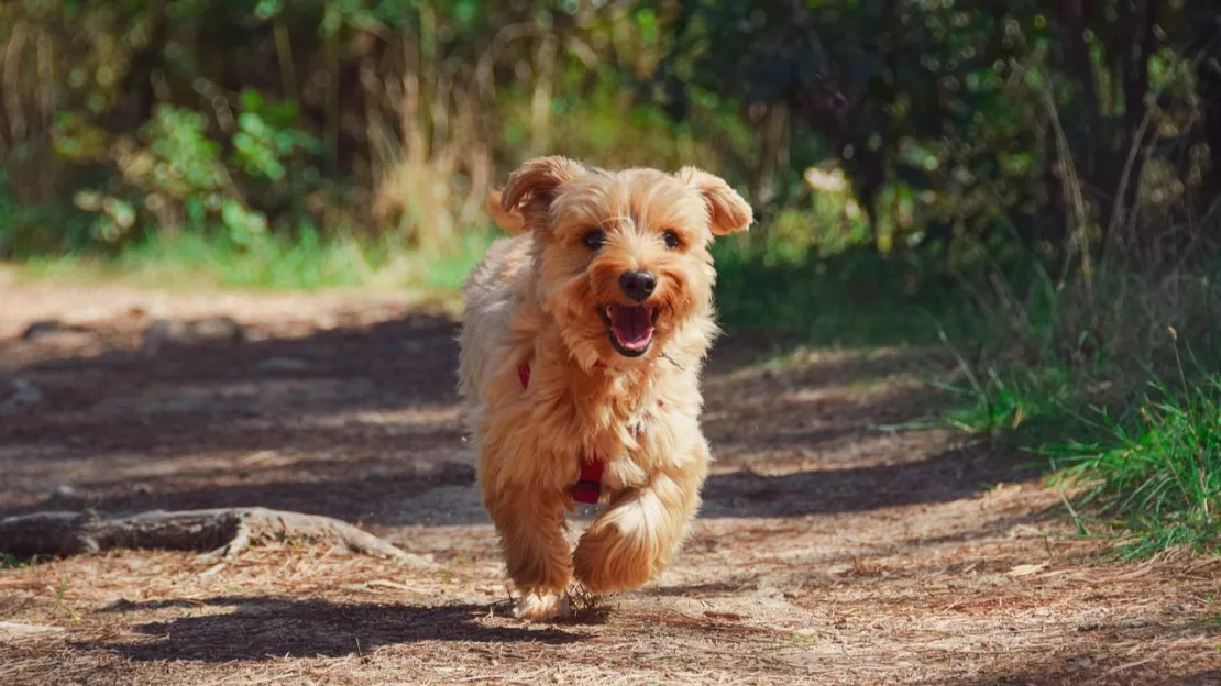 Une consultation lancée sur la place des chiens en ville à Lyon