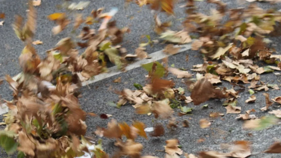 Vents violents : deux véhicules écrasés par un arbre à Vénissieux