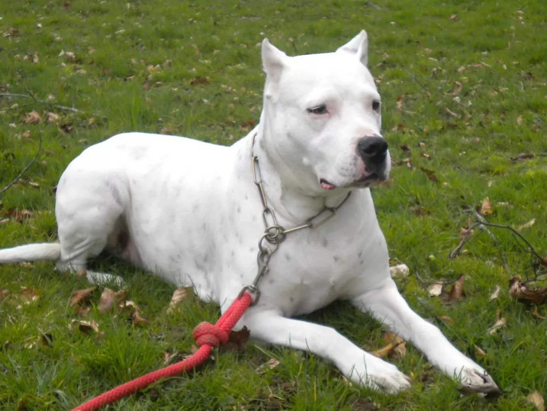 Rhône : une jeune femme opérée après avoir été mordue au visage par un chien