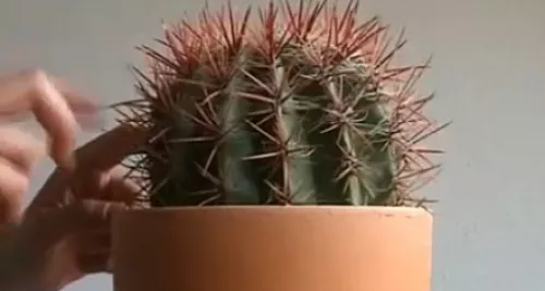 Jouer de la musique avec un Cactus