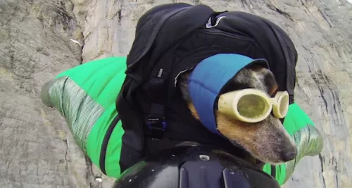 Un chien fait du Base Jump