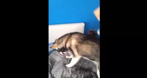 Réveiller quelqu'un avec un husky et un laser