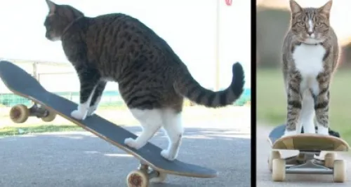 Didga, un chat qui fait du skate !