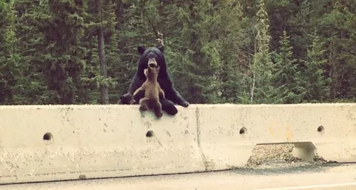 Maman ours sauve bébé ours de la route