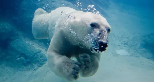 Un ours polaire joue au basket