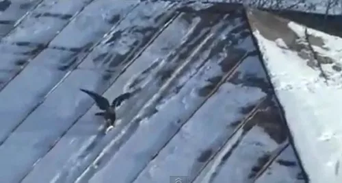 Un corbeau fait du snowboard